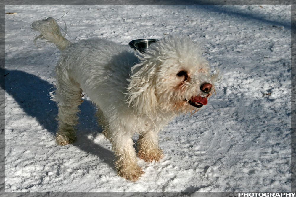 dogpark_01_09