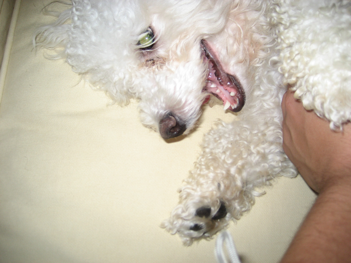 petpics