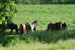 IMG_1887_resize